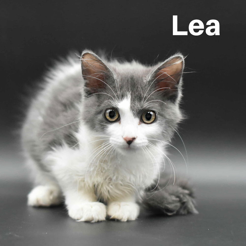 adoptable Cat in Palatine, IL named Lea