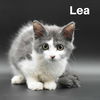 adoptable Cat in  named Lea
