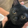 adoptable Cat in Palatine, IL named Ziti (aka Pinky)