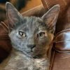 adoptable Cat in Palatine, IL named Ravioli (Aka Slinky)