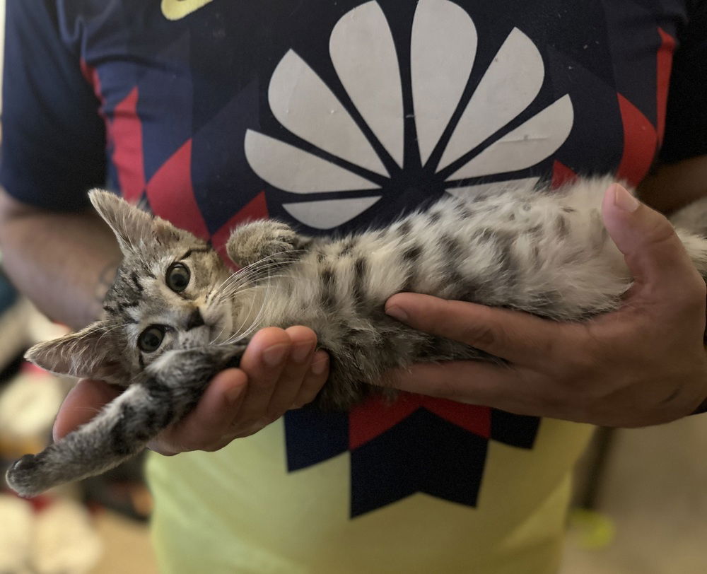 adoptable Cat in Palatine, IL named SpongeBob (aka Hansel)