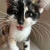 adoptable Cat in Palatine, IL named Sandy (aka Gretel)