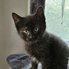 adoptable Cat in Palatine, IL named Tangerine (aka Orange)