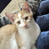 adoptable Cat in Palatine, IL named Carter