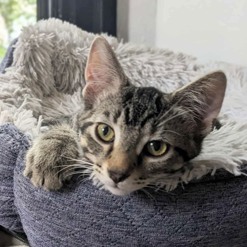 adoptable Cat in Palatine, IL named Cowboy