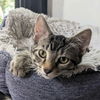adoptable Cat in Palatine, IL named Cowboy