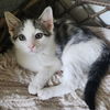 adoptable Cat in  named Sir Galahad