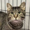 adoptable Cat in Palatine, IL named Chipie