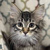 adoptable Cat in , IL named Fraggle
