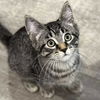 adoptable Cat in Palatine, IL named Rock