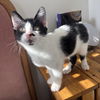 adoptable Cat in , IL named Francis
