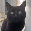 adoptable Cat in , IL named Flow (fka Luna)