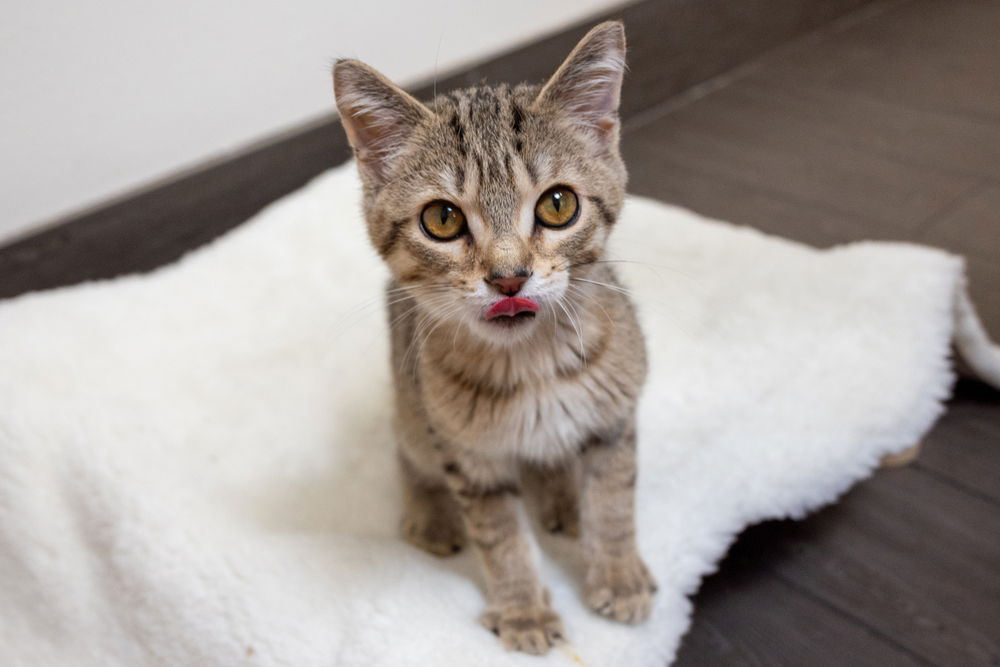 adoptable Cat in Palatine, IL named Frodo