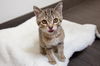 adoptable Cat in , IL named Frodo
