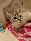 adoptable Cat in , IL named Lifeguard