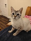 adoptable Cat in  named Lifeguard