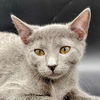 adoptable Cat in , IL named Toothless Aka Princess