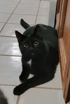 adoptable Cat in , IL named Dragon