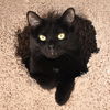 adoptable Cat in , IL named Violet