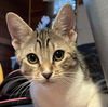 adoptable Cat in , IL named Emma