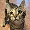 adoptable Cat in , IL named Abby