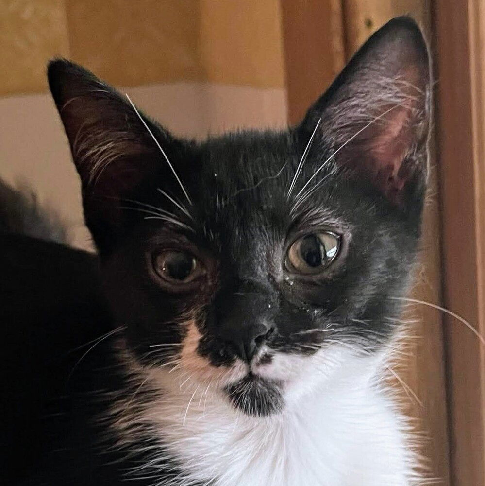 adoptable Cat in Palatine, IL named Macaroni (Aka Ricky)