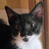 adoptable Cat in , IL named Macaroni (Aka Ricky)