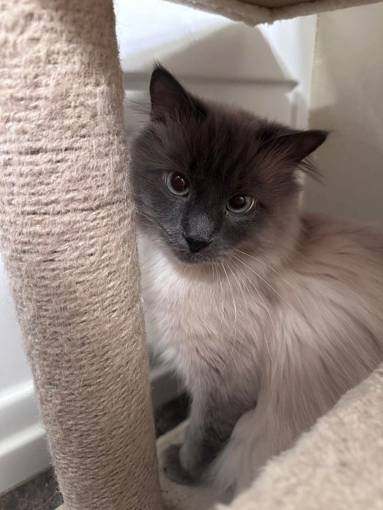 adoptable Cat in Palatine, IL named Kai Snowball