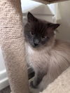 adoptable Cat in , IL named Kai Snowball