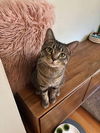 adoptable Cat in , IL named Simon Catfunkel
