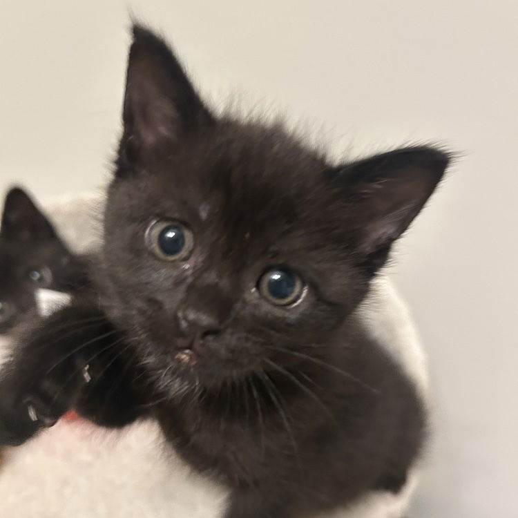 adoptable Cat in Palatine, IL named Iris