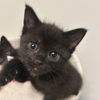 adoptable Cat in , IL named Iris