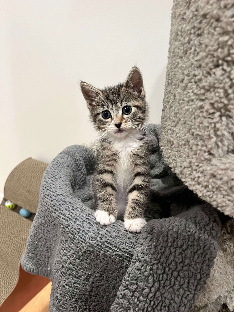 adoptable Cat in Palatine, IL named Draw