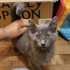 adoptable Cat in  named Comet