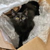 adoptable Cat in  named Dark Energy