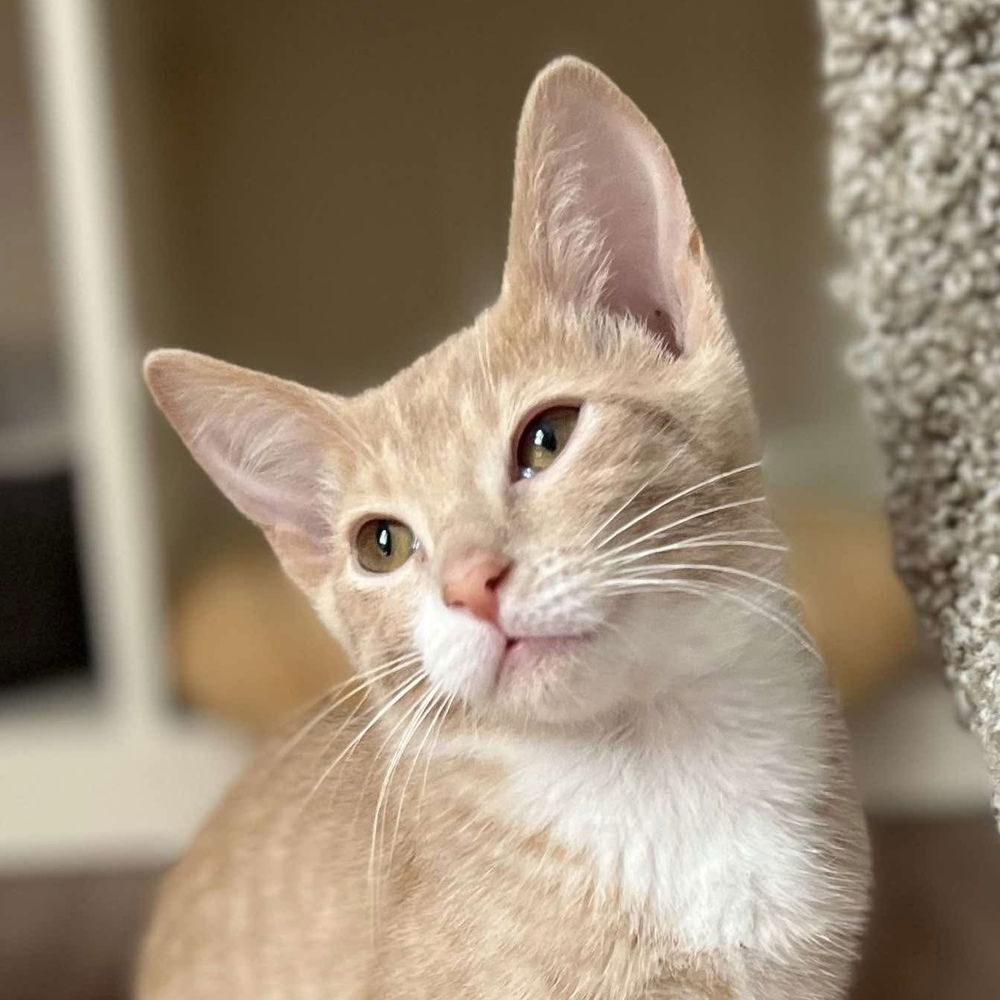 adoptable Cat in Palatine, IL named Lavender