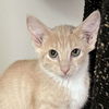 adoptable Cat in  named Fushia