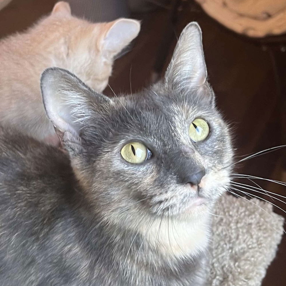 adoptable Cat in Palatine, IL named Purple