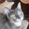adoptable Cat in  named Purple