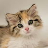 adoptable Cat in , IL named Cutie Pie (aka Hailey)