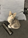adoptable Cat in  named Play