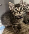 adoptable Cat in  named Meekah