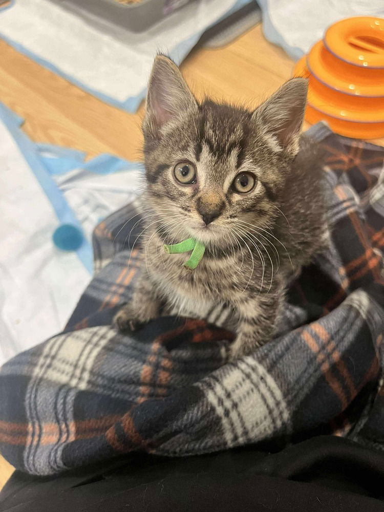 adoptable Cat in Palatine, IL named Steve