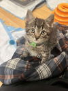 adoptable Cat in  named Steve