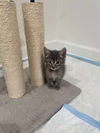 adoptable Cat in  named Blippi