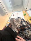 adoptable Cat in  named Handyman Hal