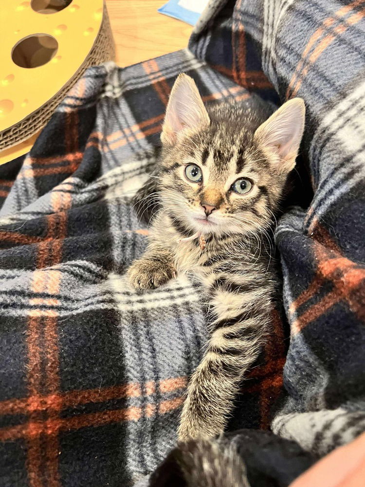 adoptable Cat in Palatine, IL named Ms. Rachel