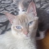 adoptable Cat in  named Eliza