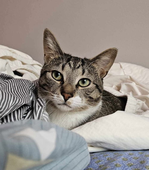 RAINBOW DASH - Domestic Short Hair available for adoption