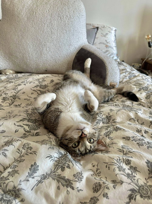 RAINBOW DASH - Domestic Short Hair available for adoption
